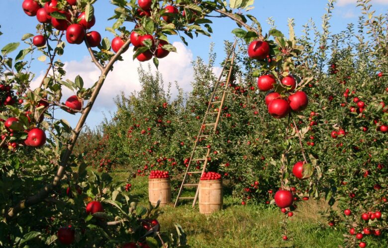 リンゴ農場の風景